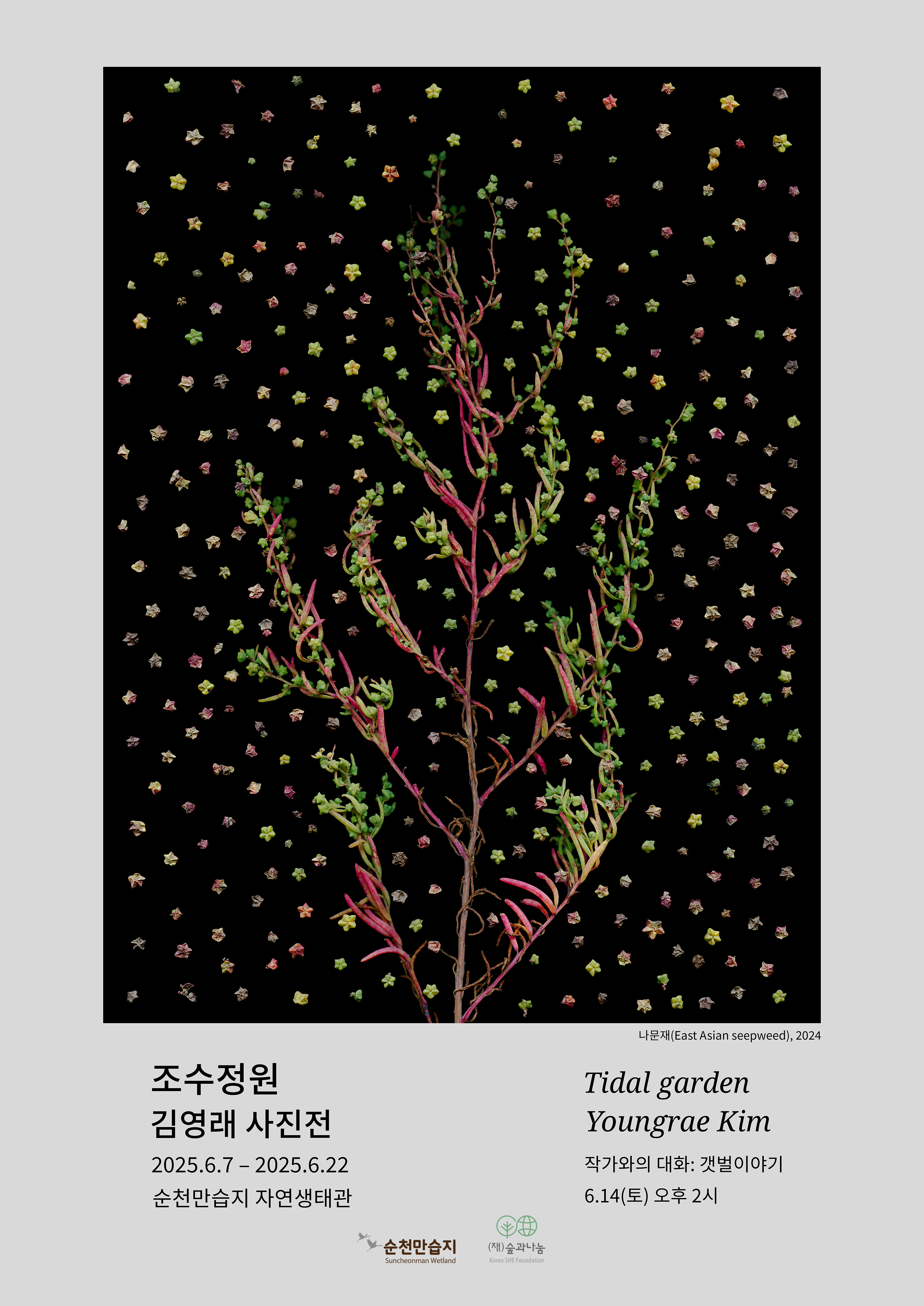 나문재 East Asian seepweed, 2024 조수정원 김영래 사진전 202567 2025622 순천만습지 자연생태관 Tidal garden Youngrae Kim 작가와의 대화 갯벌이야기 614토 오후 2시