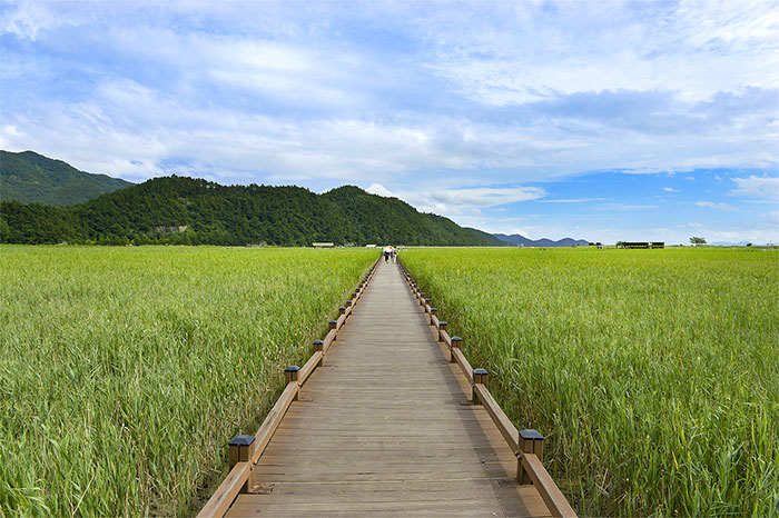 갈대숲