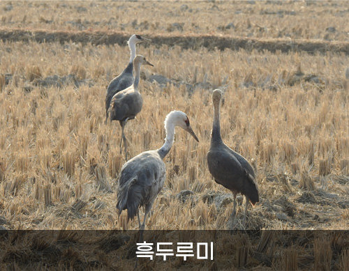 흑두루미 사진