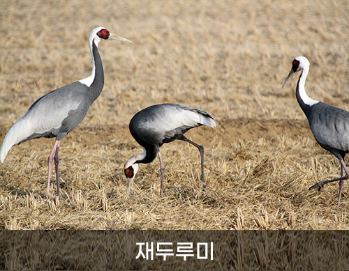 재두루미 사진