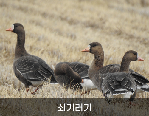 쇠기러기 사진