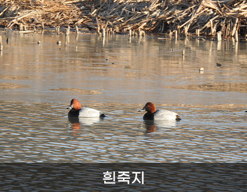 흰죽지 사진