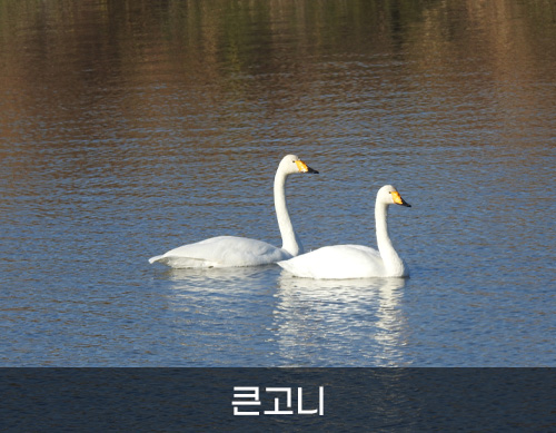 큰고니 사진