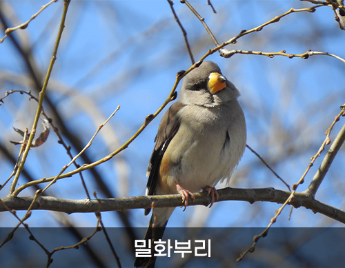 밀화부리 사진
