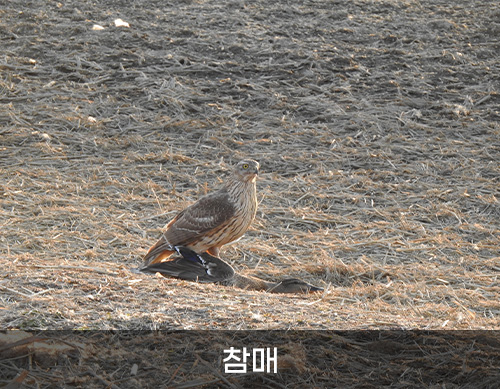 참매 사진