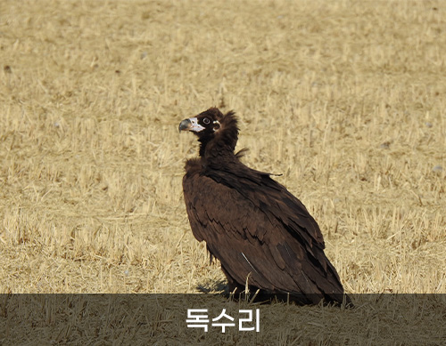 독수리 사진