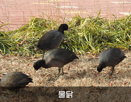 물닭 사진