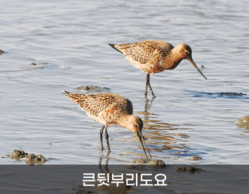큰뒷부리도요
