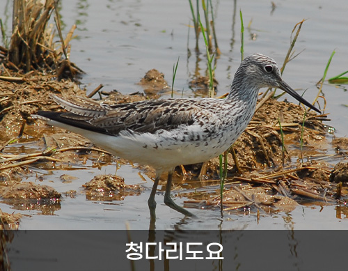 청다리도요