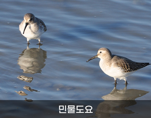 민물도요