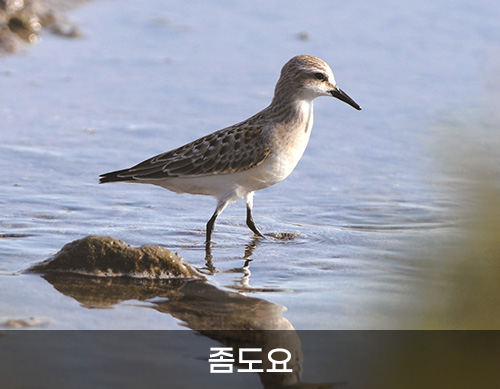 좀도요