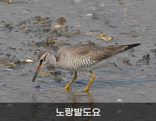 노랑발도요