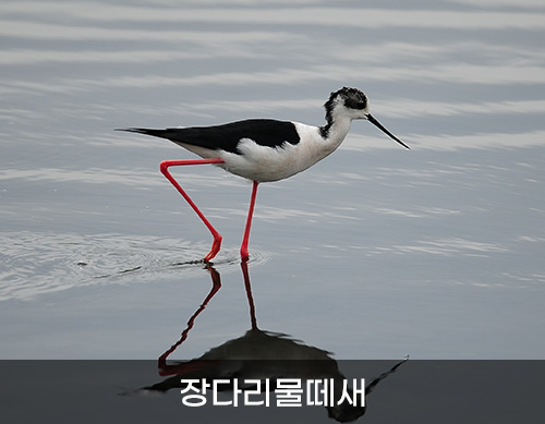 장다리물떼새
