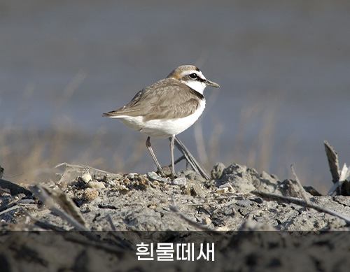 흰물떼새